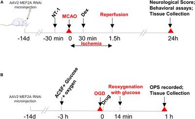 Dexmedetomidine and Netrin-1 Combination Therapy Inhibits Endoplasmic Reticulum Stress by Regulating the ERK5/MEF2A Pathway to Attenuate Cerebral Ischemia Injury